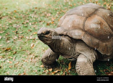 Giant Tortoises Dipsochelys Gigantea In A Tropical Park On The Island