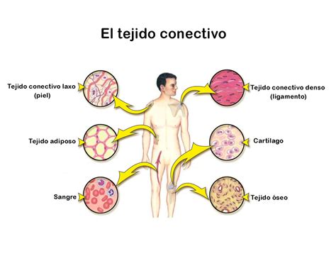 El Tejido Conectivo