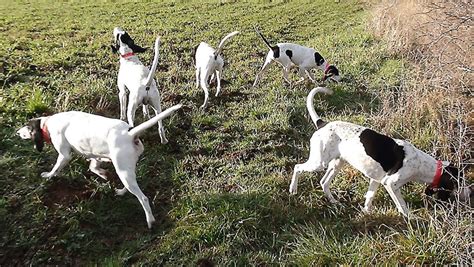 Succès du concours de meutes de chiens courants sur lièvre midilibre fr