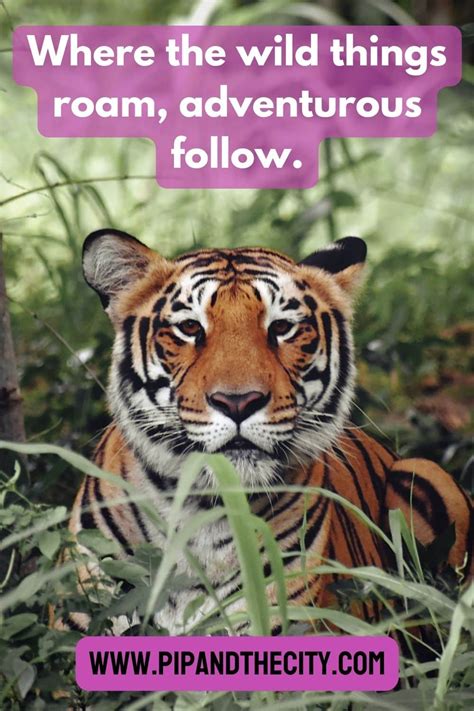 155+ Amazing Safari Quotes for Instagram for 2024