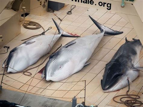 Japan S Justification For Whaling Research Involving Lethal Sampling Rejected By International