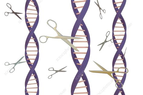 DNA editing, conceptual illustration - Stock Image - F025/1467 - Science Photo Library