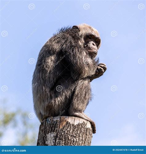 Common Chimpanzee Pan Troglodytes Popular Great Ape From African