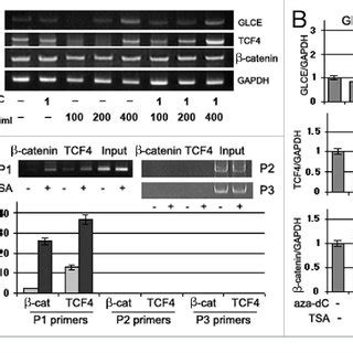 Effects Of Trichostatin A On Glce Tcf And Catenin Expression And