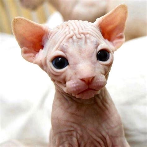 5 Facts About The Hairless Sphynx Cats Catman