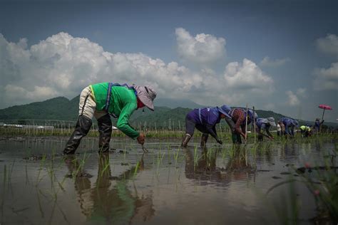 In Philippines, researchers engineer rice varieties to adapt to ...