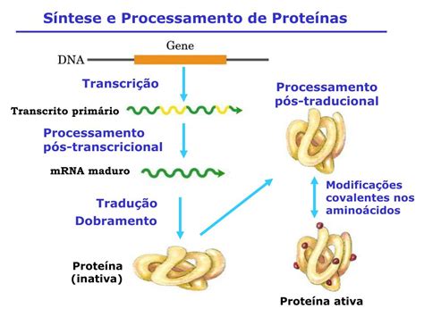 Sintese Proteica - PPT - TRADUÇÃO SÍNTESE PROTEICA PowerPoint Presentation, free download ...