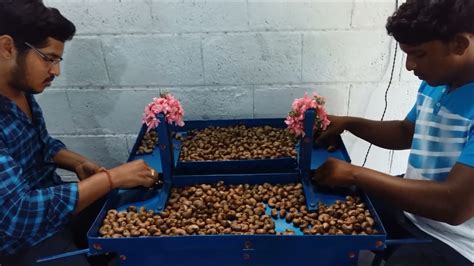 Cashew Shelling Machine Semi Automatic Youtube