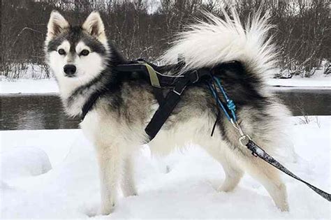 Informaci N Sobre La Raza De Perro Alaskan Klee Kai Mr Perros