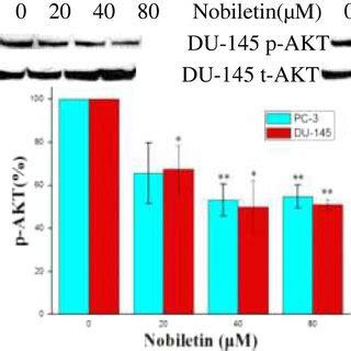 Nobiletin S Effect On AKT Phosphorylation In PC 3 And DU 145 Cells