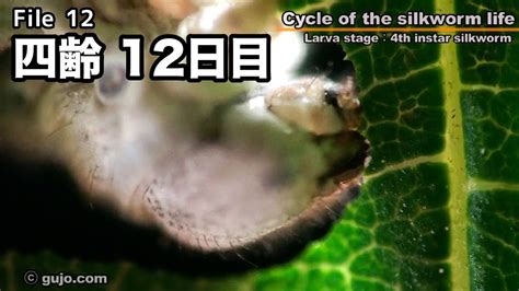 【蚕の一生】cycle Of The Silkworm Life 1233 四齢 Youtube