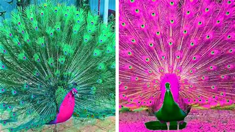 How Peacocks Flaunt Their Feathers A Stunning Display Of Beauty 16