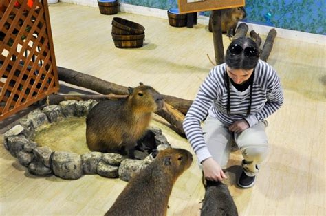 [Cute and Cuddly] Animal Cafes in Japan