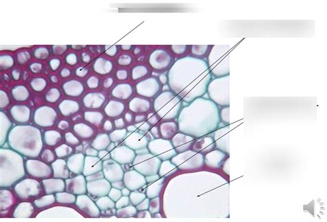 Monocot stem Diagram | Quizlet