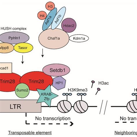 Histone Based Silencing Of Mouse TEs KRAB Zinc Finger Proteins Zfps