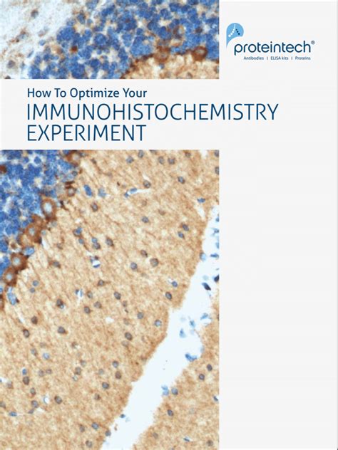 Proteintech The Antibody Complete Guide By Applications