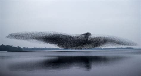 Starlings Flock