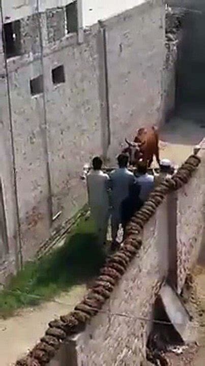 Very Dangerous Heavy Cow Qurbani On Bakra Eid Video Dailymotion