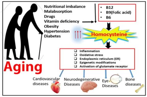 Ijms Free Full Text Homocysteine And Age Related Central Nervous