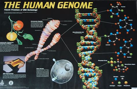 Academic Proofreading The Human Genome Project