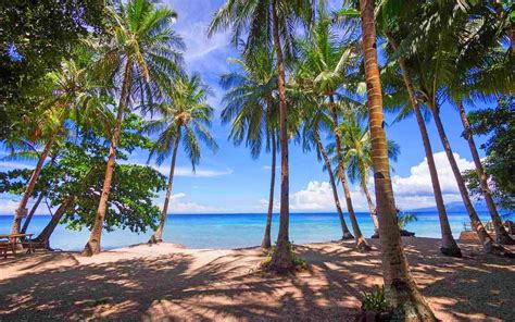 Green Coconut Trees Photography Nature Landscape Palm Trees Hd