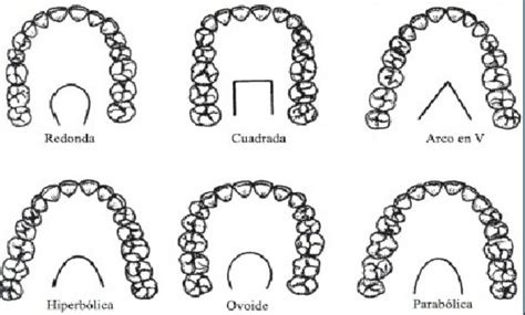 Odontolog A Forense Odontologia Forense Forense Odontolog A