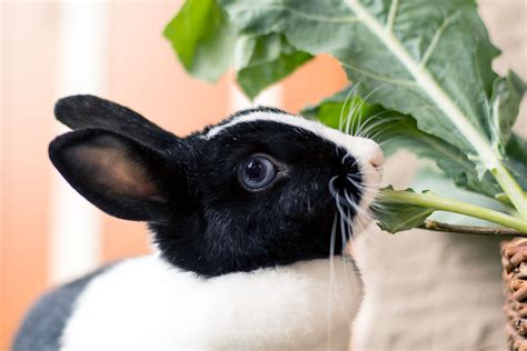 Darum Ist Es Besser Tiere Aus Dem Tierheim Zu Adoptieren