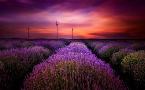 Flores Lavanda Tierra Campo Flor Flor Morada Cielo Puesta De Sol