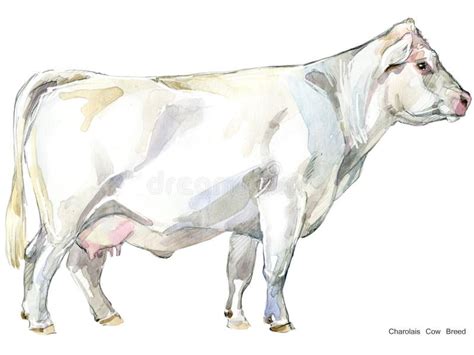 Cow Cow Watercolor Illustration Milking Cow Breed Pinzgauer Cow