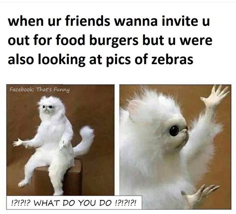 zebra meme : r/ZebraPictures