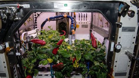 Nasa Plans Again To Create A Vegetable Garden In Space