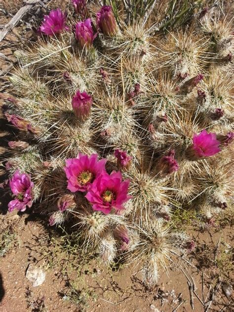 Cacti- AZ Desert | Plants, Cactus, Scenery