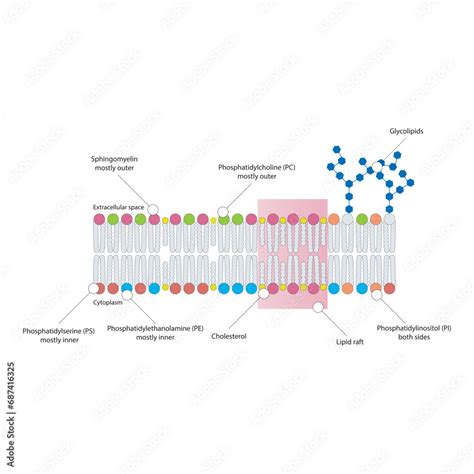 Photo Diagrams Showing Schematic Structure Of Cytoplasmatic Membrane