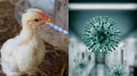 H5n1 Bird Flu Pandemic Could Be ‘100 Times Worse Than Covid Outbreak