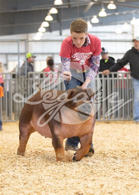 Duroc Legacy Livestock Imaging