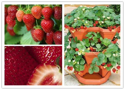 How To Grow Strawberries In Pots Step By Step Diy Tutorial Instructions Strawberry Plants Diy