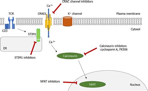 Frontiers The Role Of Calciumcalcineurinnfat Signaling Pathway In