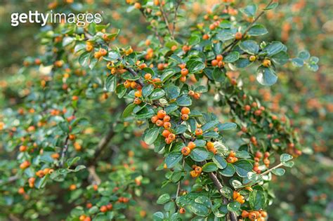 Autumn Red Berries And Green Leaves Of The Dwarf Cotoneaster