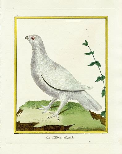 Martinet & Buffon Histoire Naturelle des Oiseax bird prints 1770 en 2024 | Histoire naturelle ...