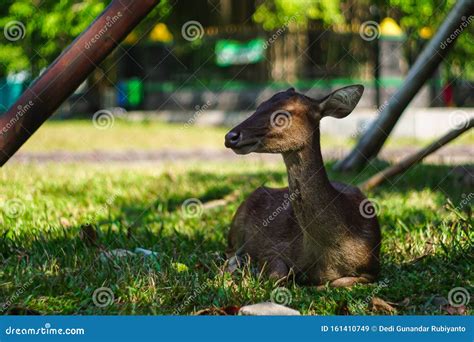 A Cute Small Baby Deer Sleeping on Short Green Field Grass Stock Image ...