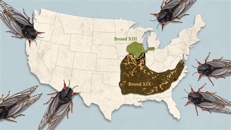 Trillions Of Cicadas Will Emerge Here S When Where And How It Will Happen