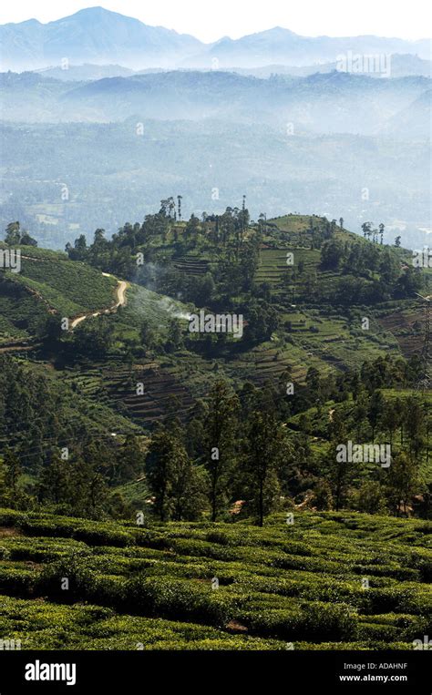 Nuwara Eliya Hill Station Scenic View Of Tea Plantations Stock Photo