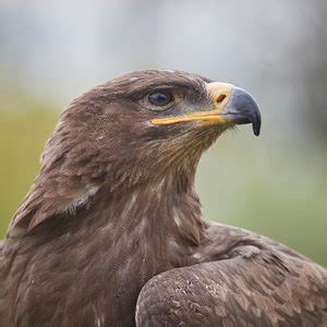 Niska Steppe Eagle Thirsk Birds Of Prey Centre