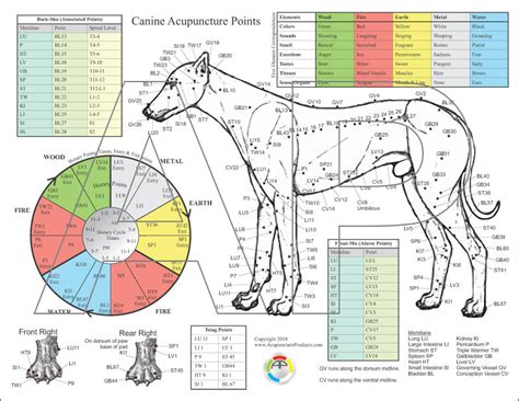 Acupuntura para cães e gatos a nova tendência da medicina veterinária