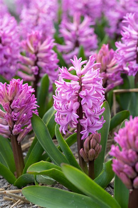 Hyazinthe Hyacinthus Anna Liza Bild Kaufen 13692173