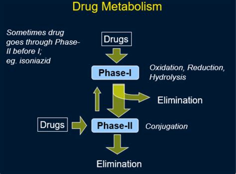 Med Chempharmacology Drug Metabolism Lecture 3 Flashcards Quizlet