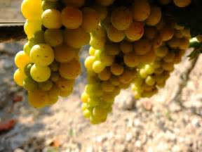 The Moscato Harvest At Noto Photo © Patricia Tóth Winelover