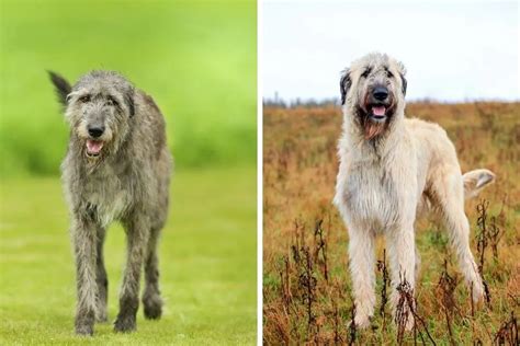 Irish Wolfhound: The Complete Guide to the Irish Gentle Giant