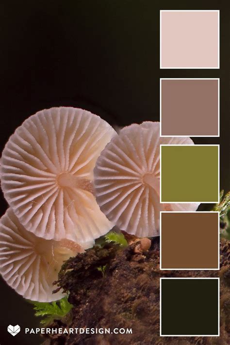 Mushroom Color Palette Neutrals With Green Color Palette Color