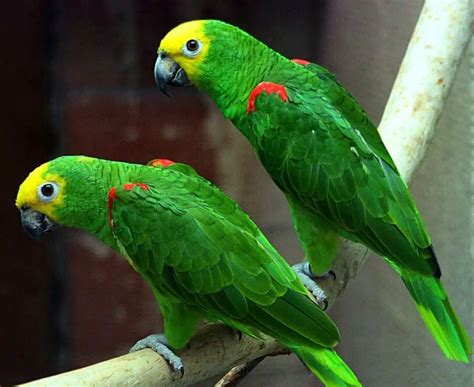 Parrot color - Parrot colorful | What are the colors of parrots